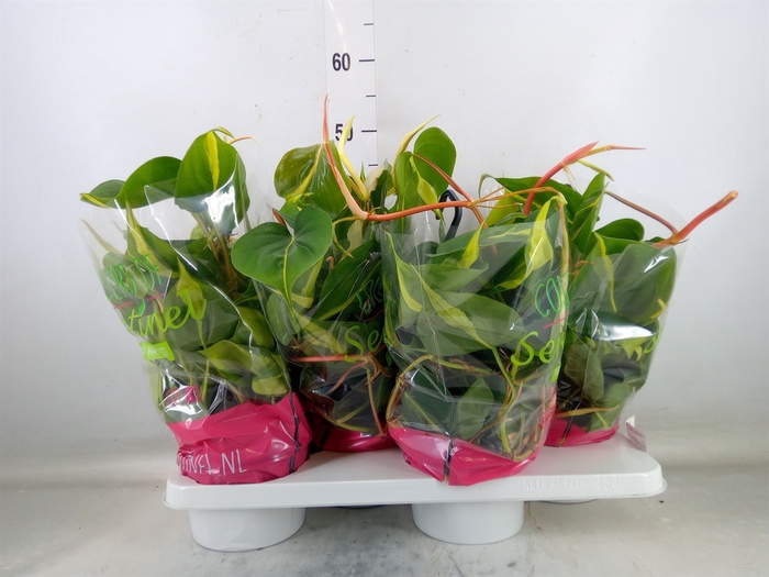 <h4>Philodendron scand. 'Brasil'</h4>