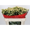 Hypericum Cool Romance Spray