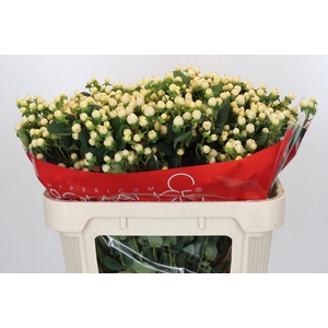 Hypericum Cool Romance Spray