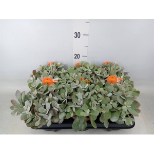 Kalanchoe NF pumila