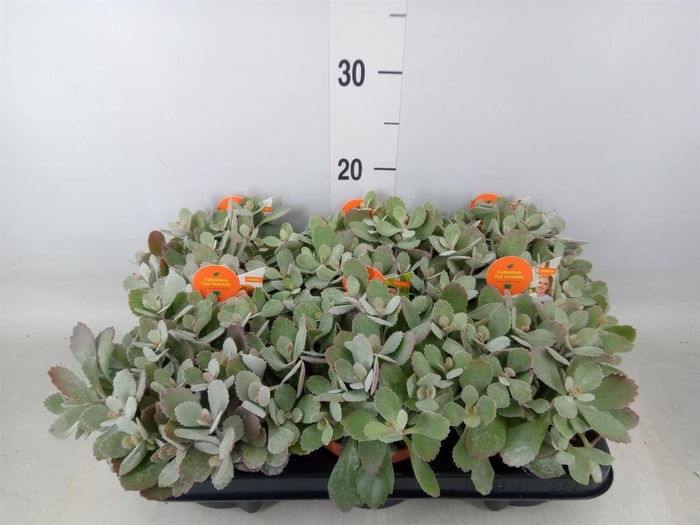 <h4>Kalanchoe NF pumila</h4>