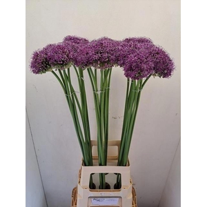 Allium Statos