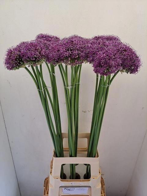 <h4>Allium Statos</h4>