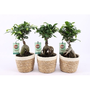 Ficus Mi Ginseng Mand Noah