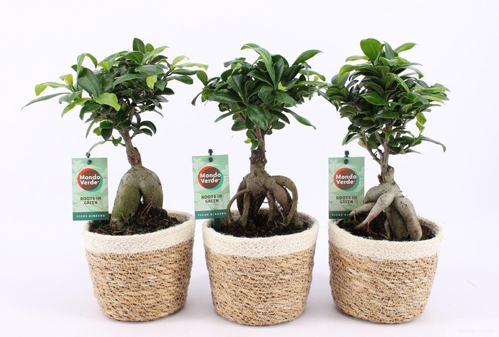 <h4>Ficus Mi Ginseng Mand Noah</h4>