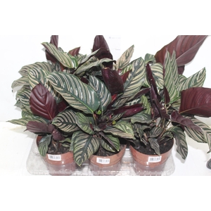 CALATHEA ORNATA P17