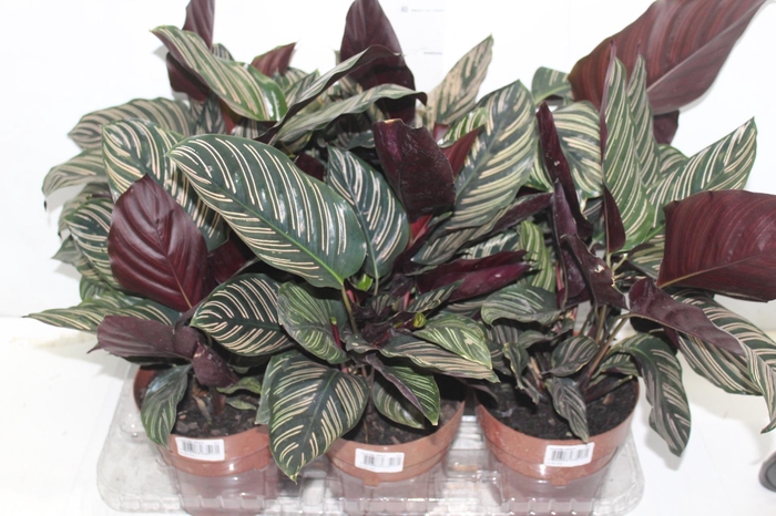 <h4>CALATHEA ORNATA P17</h4>