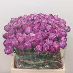 Ran Su Sr Aragosta Extra