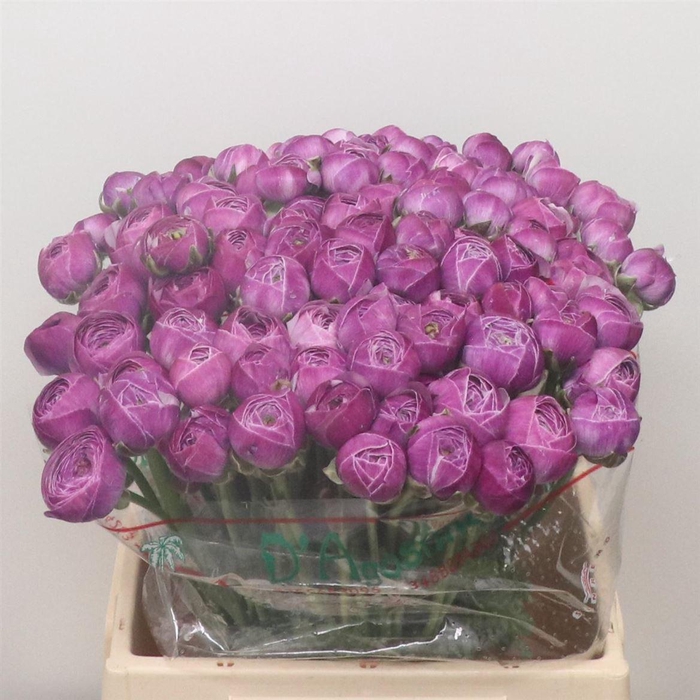 Ran Su Sr Aragosta Extra