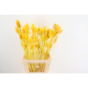 DF Dipsacus Yellow Bs 130g