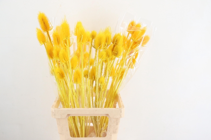<h4>DF Dipsacus Yellow Bs 130g</h4>