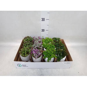 Arr.   Kamerplant Groen L%