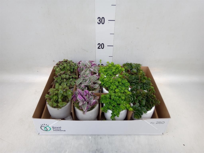 <h4>Arr.   Kamerplant Groen L%</h4>