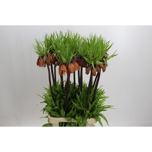 Fritillaria Imperialis