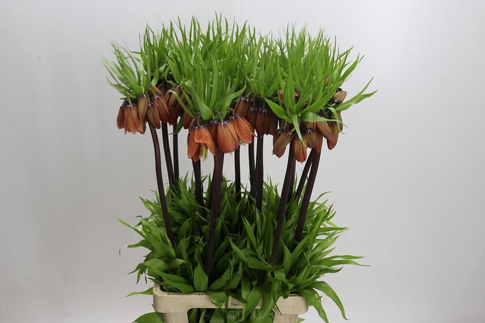 <h4>Fritillaria Imperialis</h4>