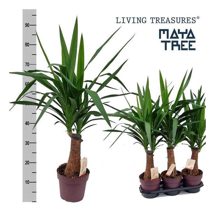 <h4>Yuc Elephantipes</h4>