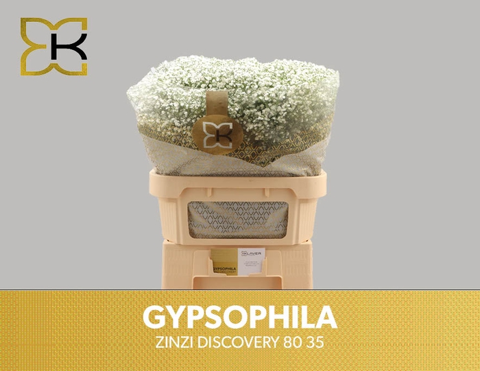 <h4>Gypsophila pan Zinzi Discovery</h4>