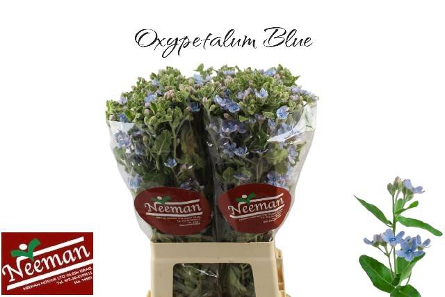 <h4>OXY CO TAN PURE BLU</h4>