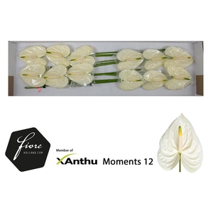 ANTH A MOMENTS