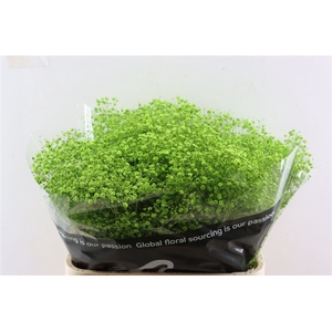 Gyps Grof Apple Green (dip)