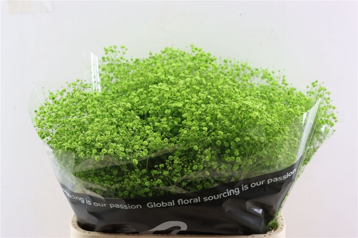 <h4>Gyps Grof Apple Green (dip)</h4>