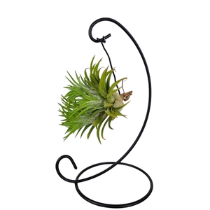 Tillandsia ionantha clumb mix hanger small