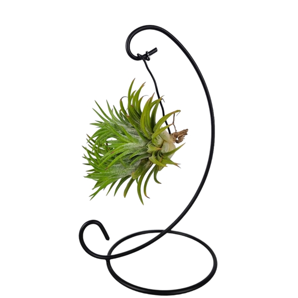 <h4>Tillandsia ionantha clumb mix hanger small</h4>