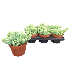 SEDUM BURRITO
