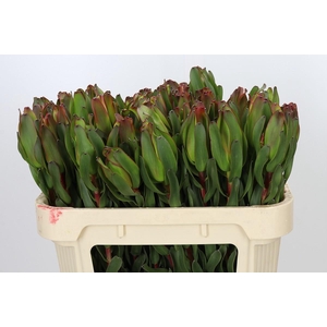 Leucadendron Laurel Yellow