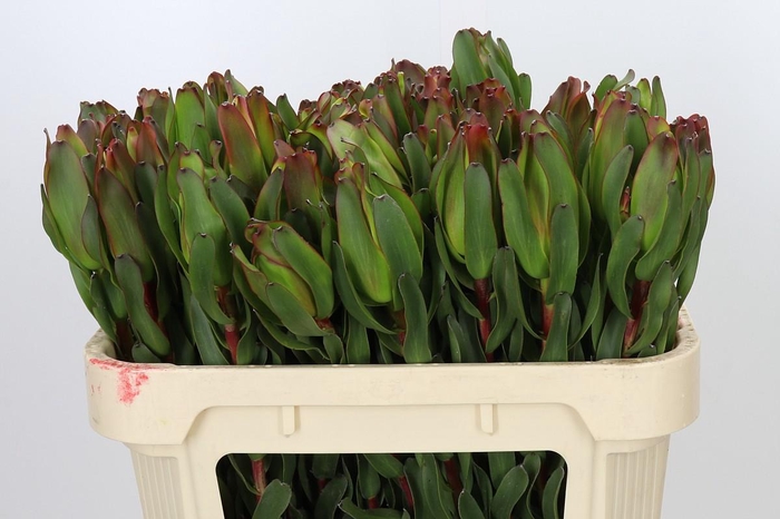 <h4>Leucadendron Laurel Yellow</h4>