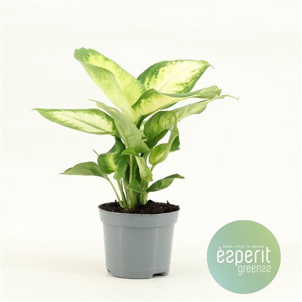 <h4>Dieffenbachia Camilla</h4>