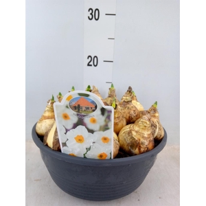 Narcissus taz. 'Geranium'