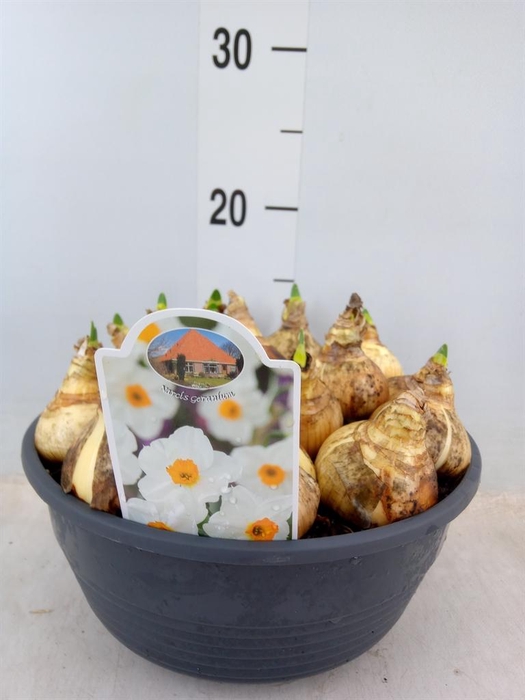 <h4>Narcissus taz. 'Geranium'</h4>