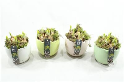 <h4>7100 Pastel Egg Tete</h4>