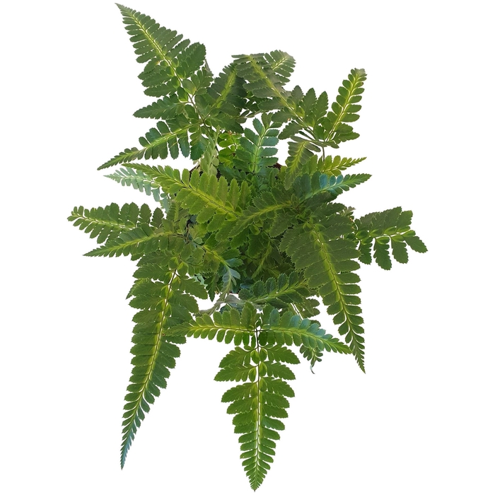 <h4>Arachniodes aristata 'Variegata'</h4>