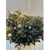 PHYSOCAR OP DIABOLO BLOEIEND 070CM