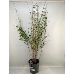 Fargesia nitida 'Black Pearl'