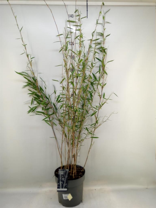 <h4>Fargesia nitida 'Black Pearl'</h4>