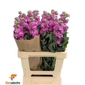 MATTH IRON PINK