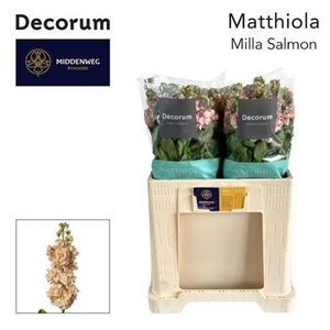 Matth Milla Salmon