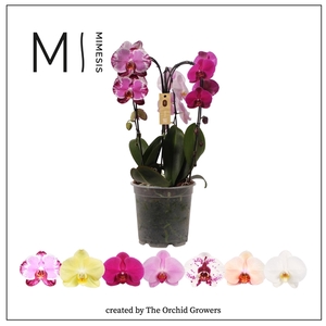 Mimesis Phal. Crown Carnaval - 3 spike 21cm