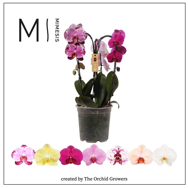 <h4>Mimesis Phal. Crown Carnaval - 3 spike 21cm</h4>