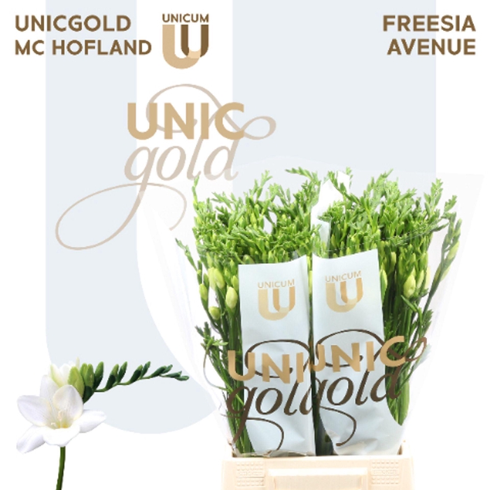 <h4>FREESIA EN 'AVENUE' white</h4>