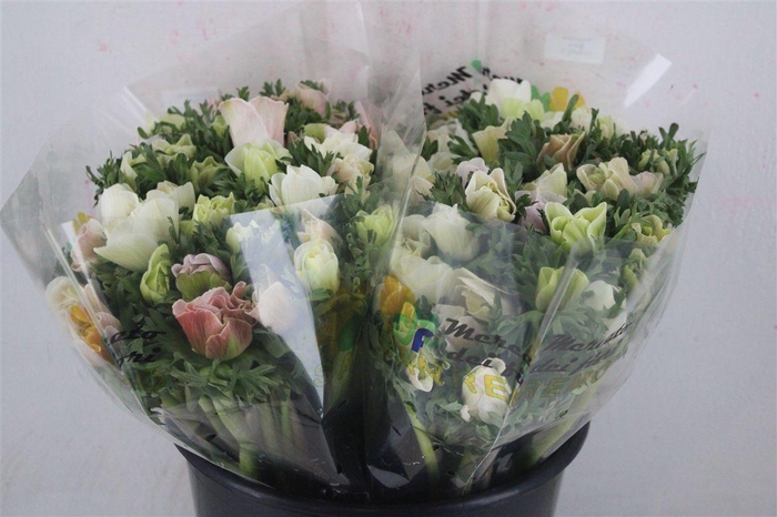 <h4>Anem Mistral White Salmon</h4>