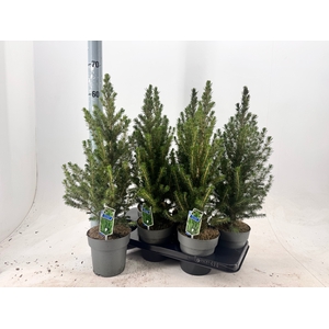 PICEA GL CONICA