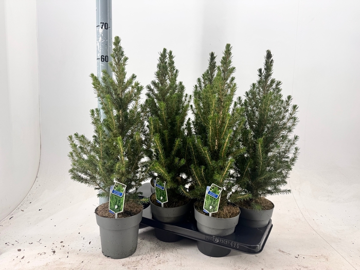 <h4>PICEA GL CONICA</h4>