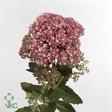 SEDUM SP CARL