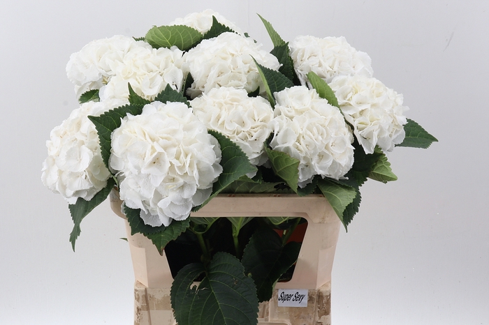 <h4>Hydr M Royal Princes</h4>