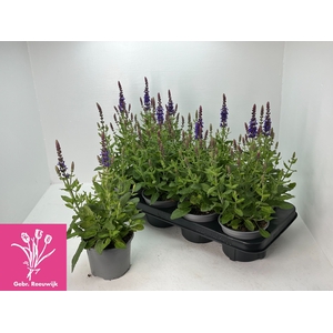 SALVIA NE SE DP BLUE