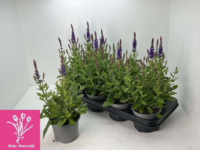 <h4>SALVIA NE SE DP BLUE</h4>